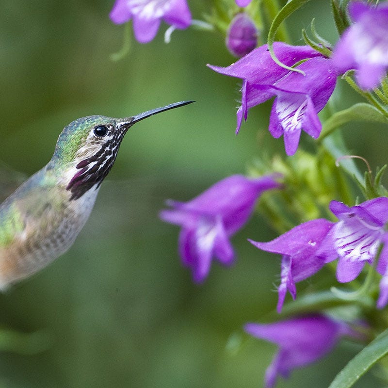 Plant Select® Waterwise Perennial Collection - Image 4