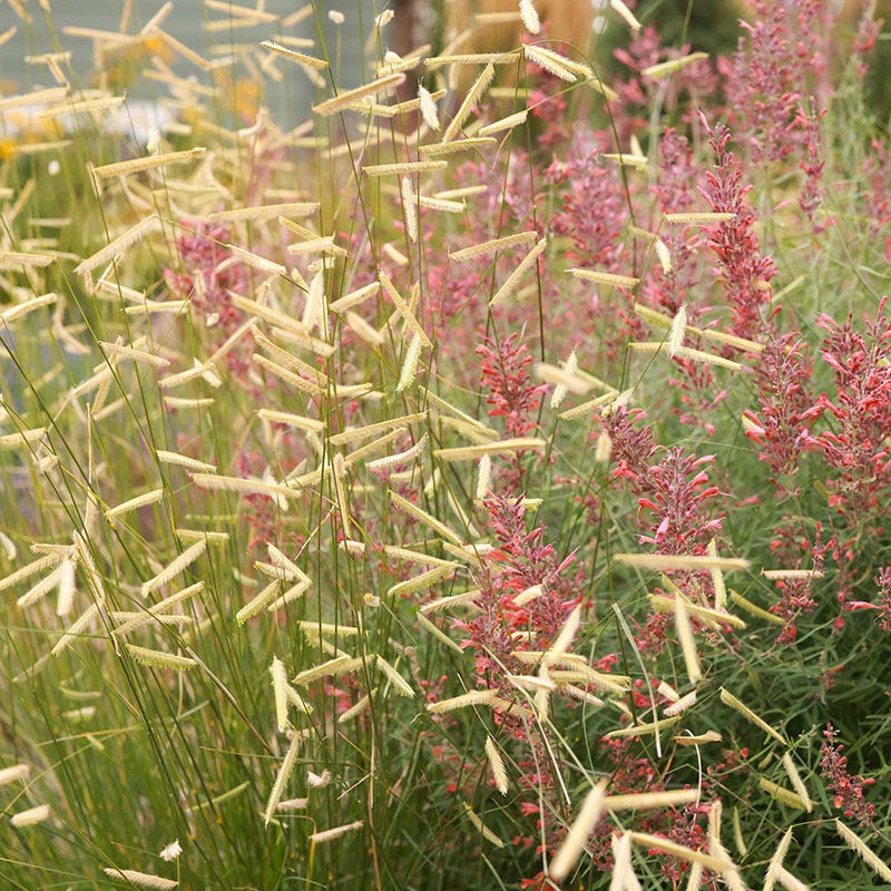 Plant Select® Waterwise Perennial Collection - Image 7