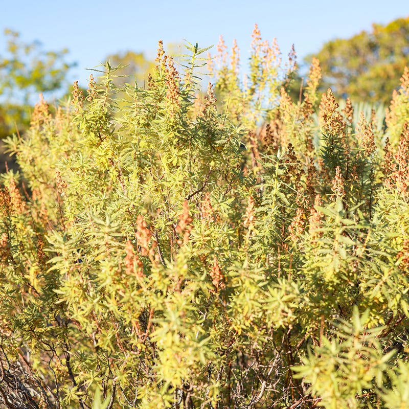 Habitat Shrub Collection For The West - Image 3