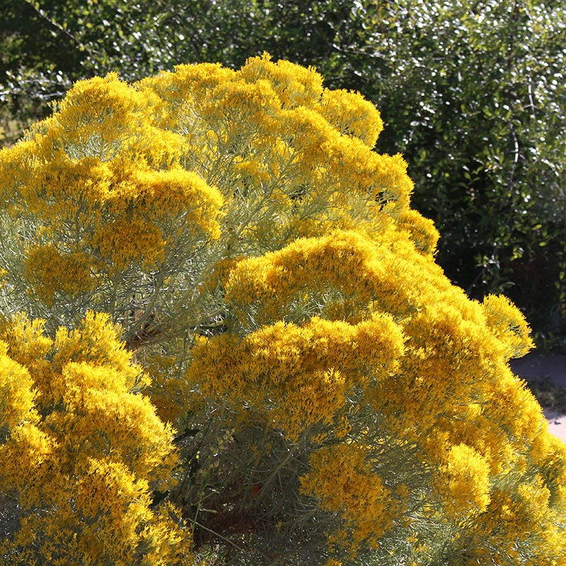 New Mexico Perennial Collection - Image 8