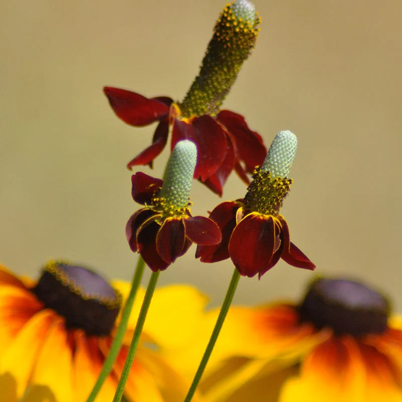 Mexican Hat - Image 3