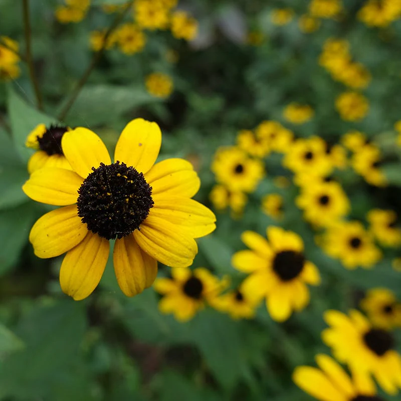 Pollinator Paradise Pre-Planned Garden - Image 8
