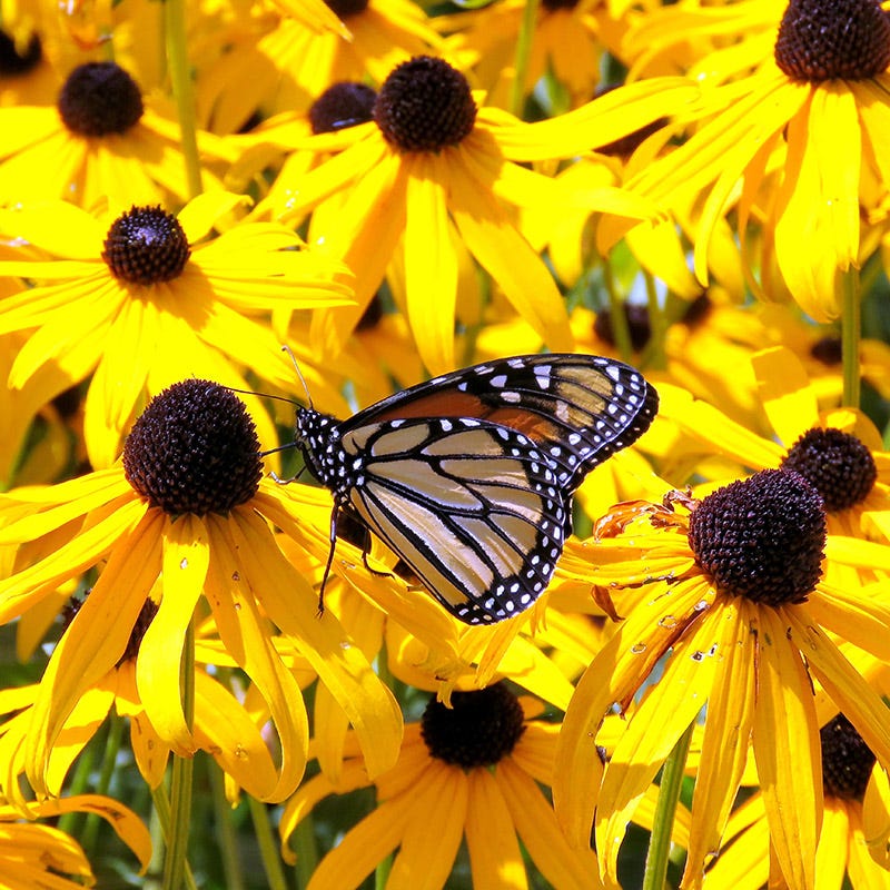 Goldsturm Black Eyed Susan - Image 2