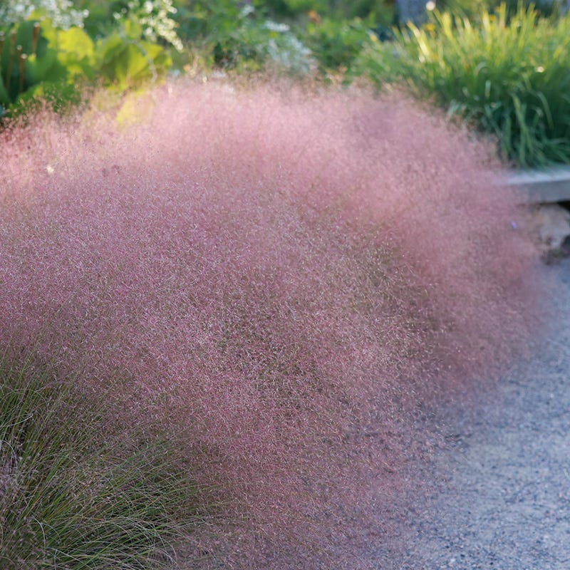 Soft Colors Inferno Strip Grass Collection - Image 4