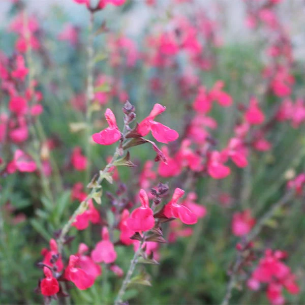 Cold Hardy Rainbow Salvia Collection - Image 3
