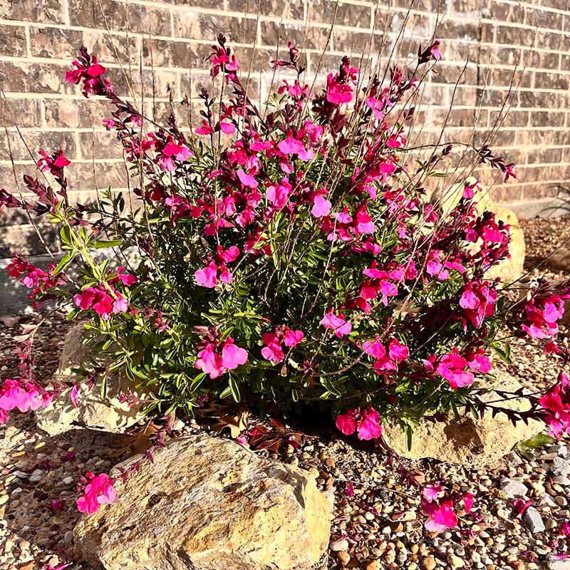 Cold Hardy Pink Texas Salvia - Image 3
