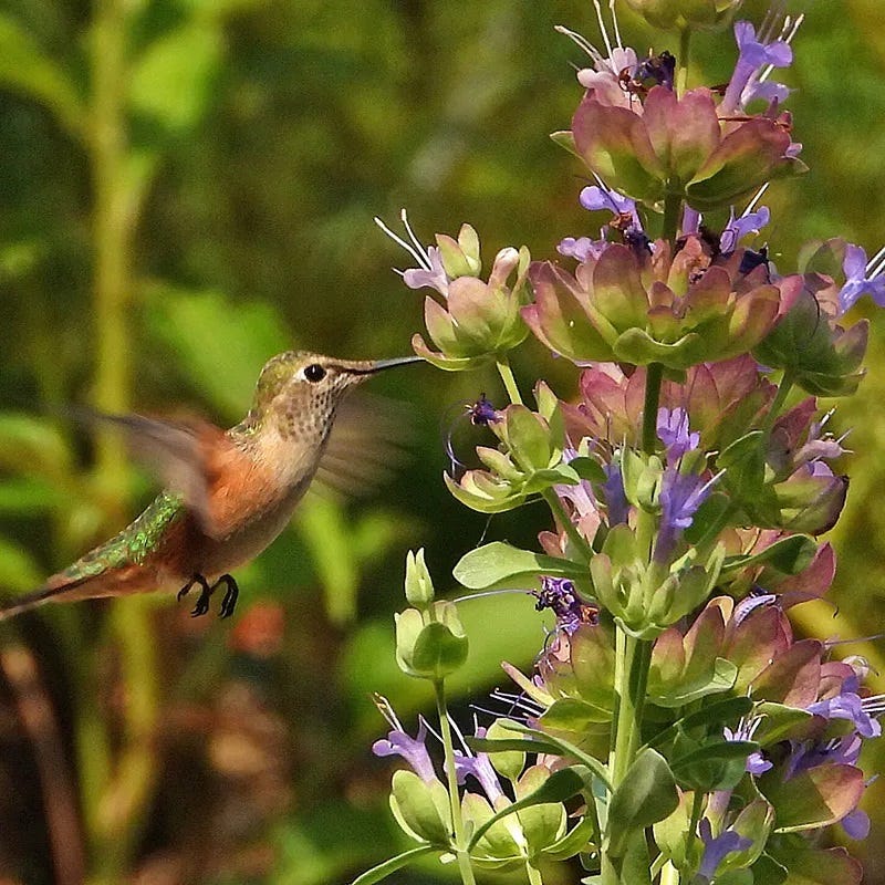 Mulberry Flambe Purple Salvia - Image 3