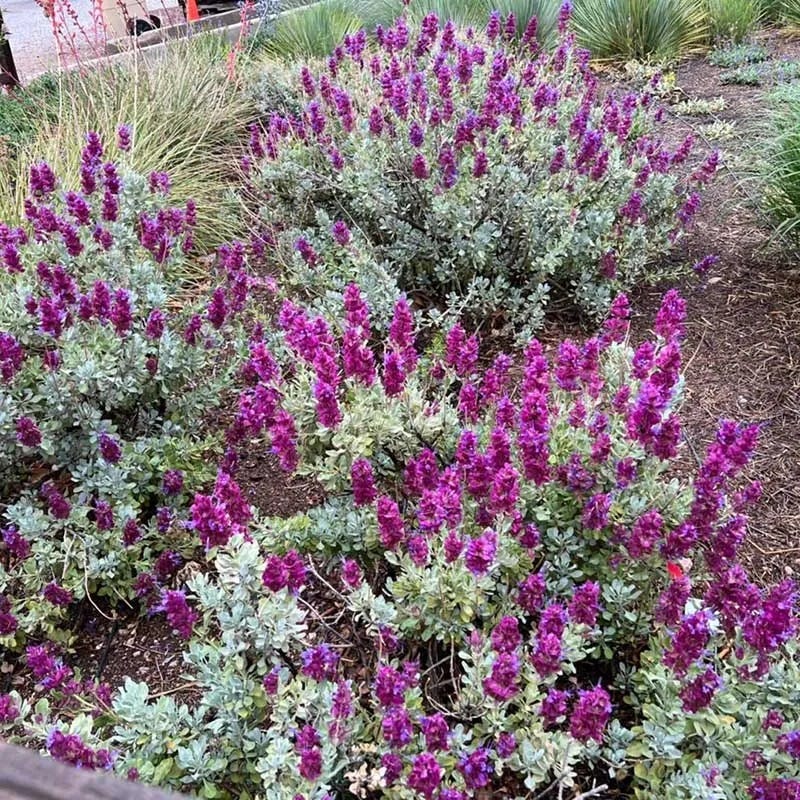 New Mexico Perennial Collection - Image 6
