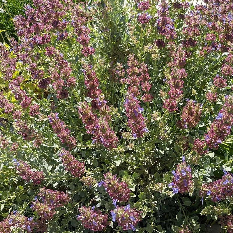Mulberry Flambe Purple Salvia - Image 5