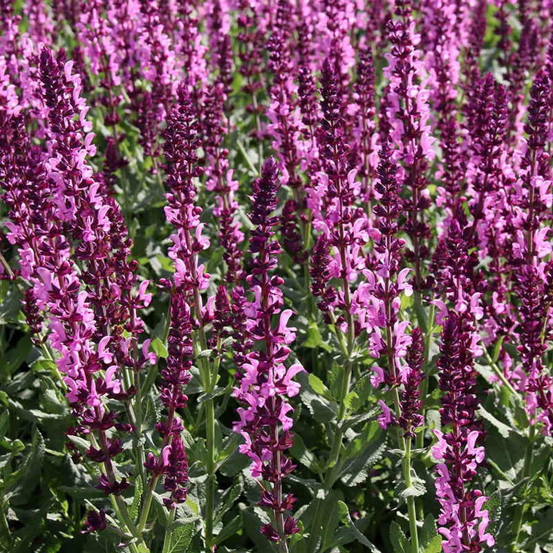 Salvia Collection - Image 4