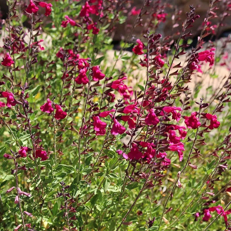 Raspberry Delight® Salvia - Image 2