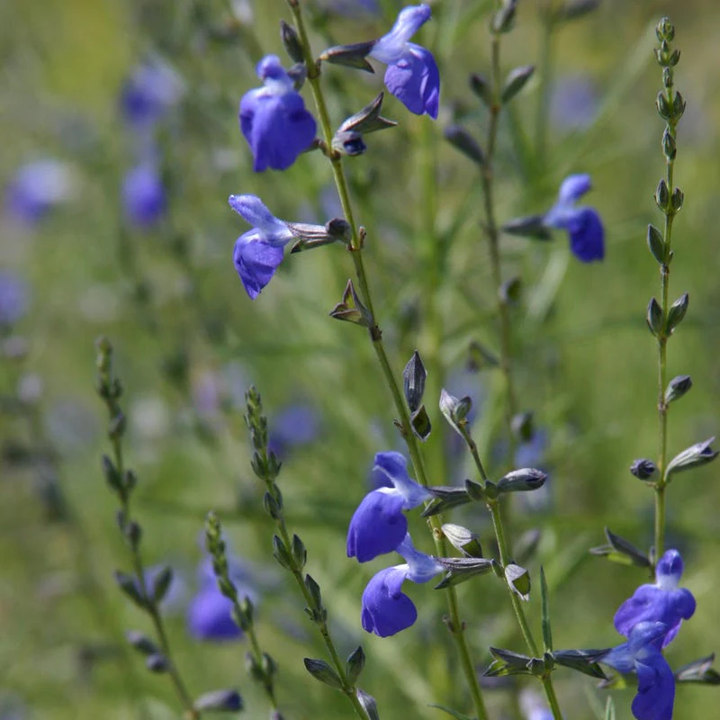 Salvia Collection - Image 3