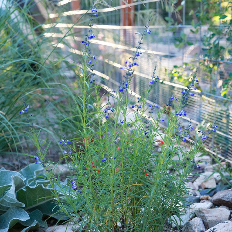 West Texas Grass Salvia - Image 5