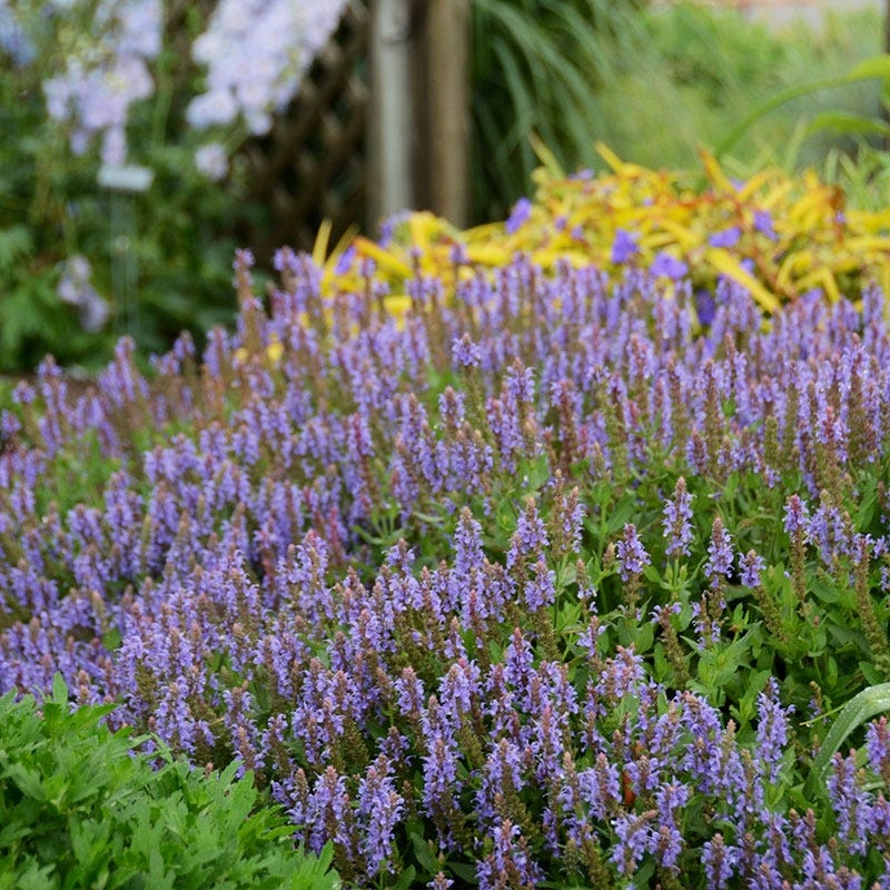 Blue Hill Salvia - Image 5