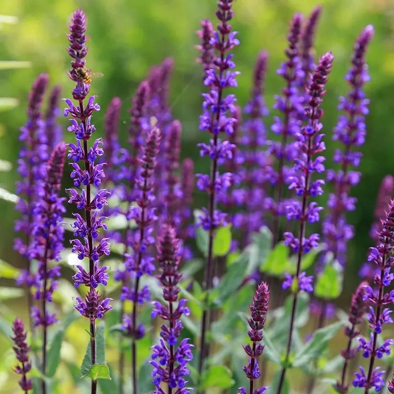 Caradonna Salvia - Image 2