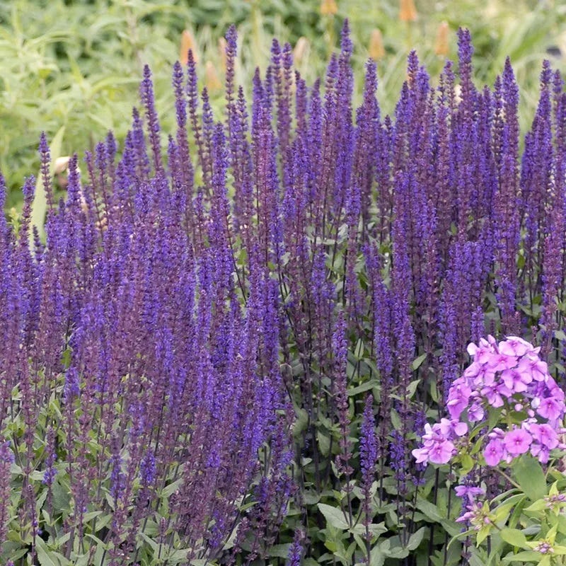 Caradonna Salvia - Image 5