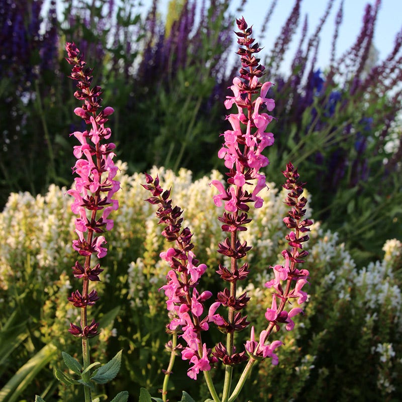 Lyrical™ Rose Salvia - Image 2