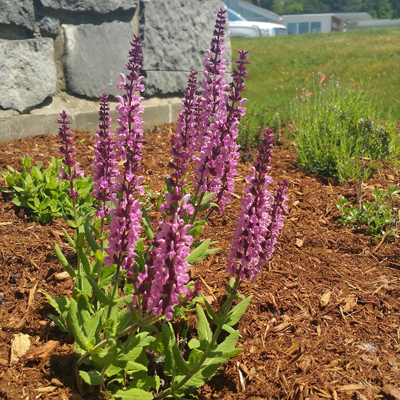 Lyrical™ Rose Salvia - Image 3
