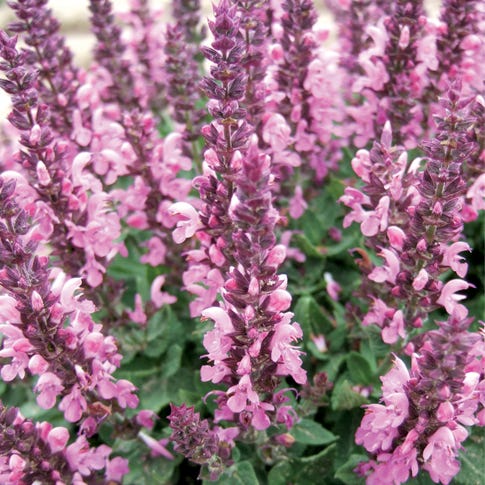 Lyrical™ Rose Salvia - Image 4