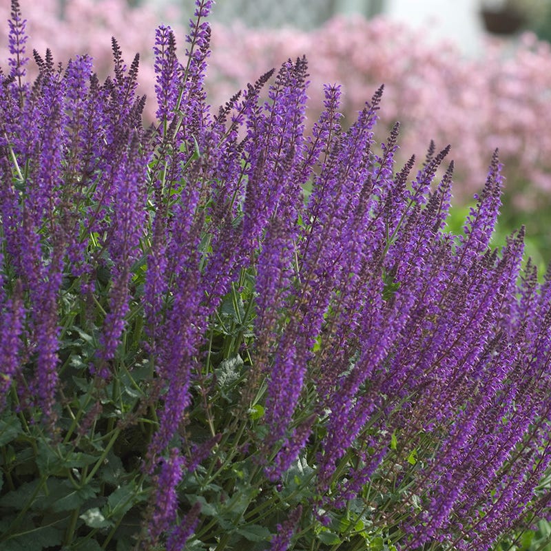 May Night Salvia - Image 5