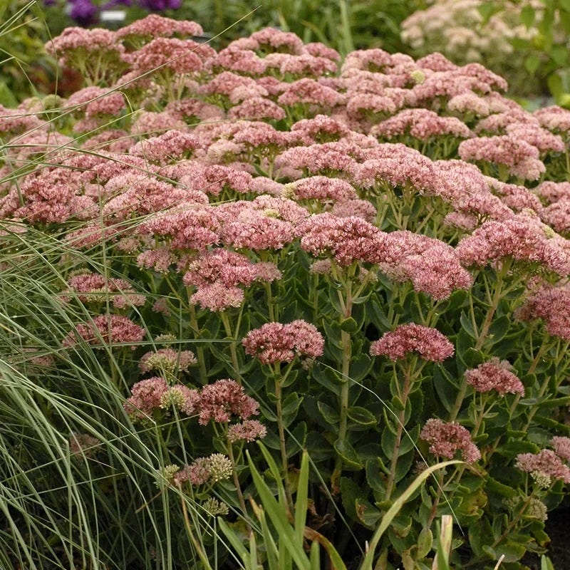 Autumn Fire Sedum - Image 4