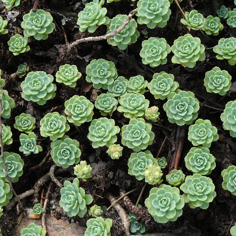 Gray Sedum - Image 3