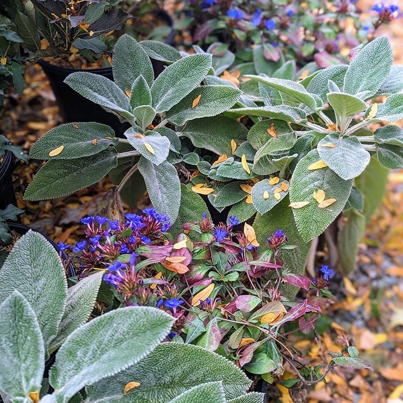 Dry Shade Groundcover Collection - Image 3