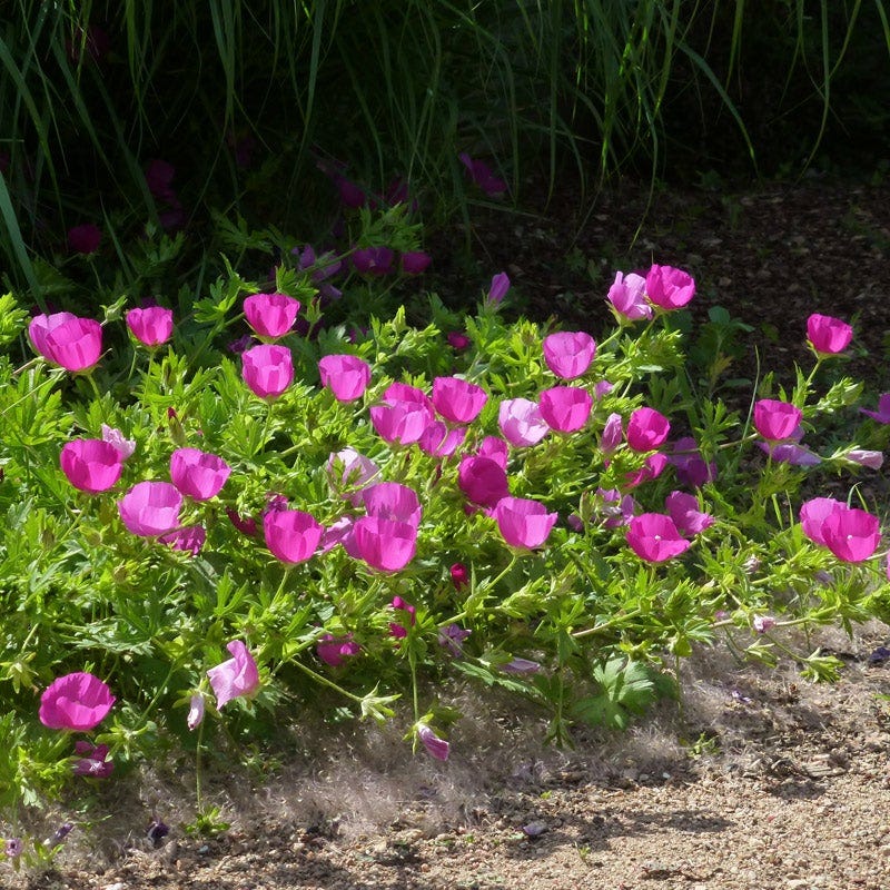 Soft Colors Inferno Strip Pre-Planned Garden - Image 12