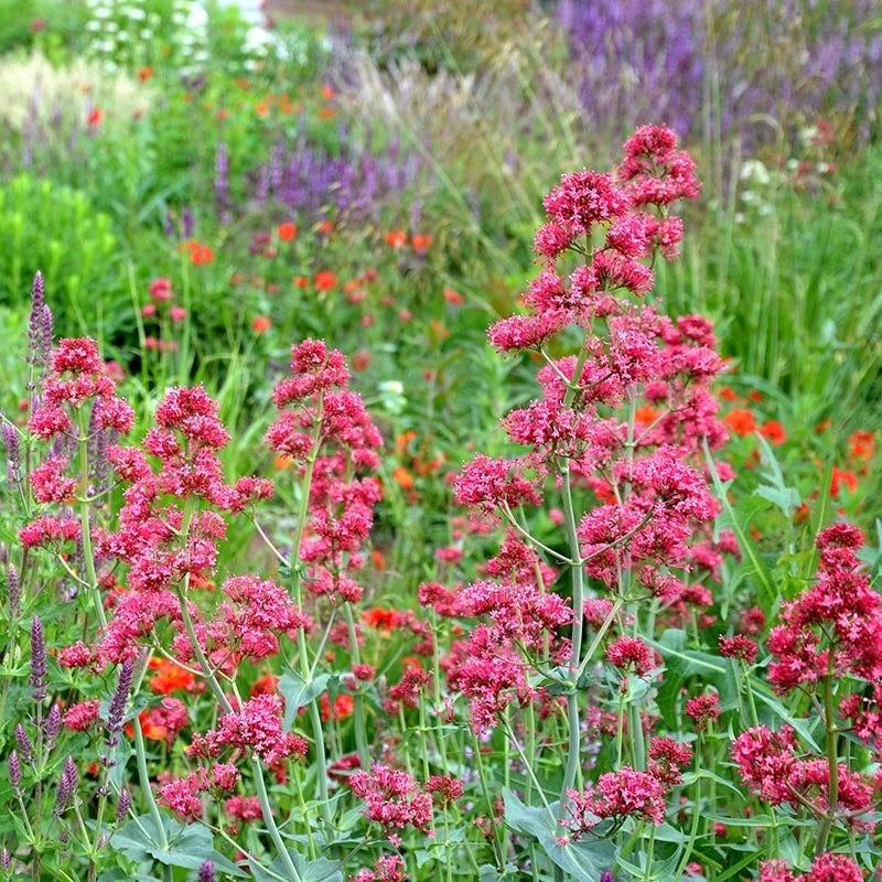 Soft Colors Inferno Strip Pre-Planned Garden - Image 13