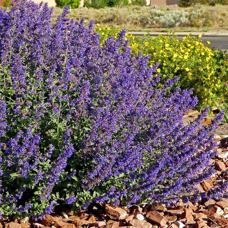 Soft Colors Inferno Strip Pre-Planned Garden - Image 14