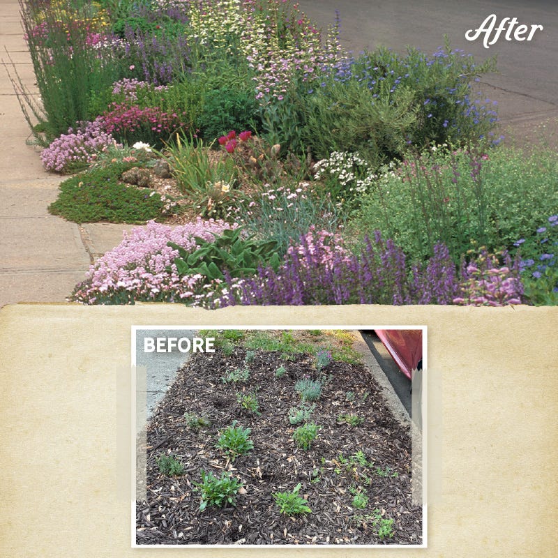 Soft Colors Inferno Strip Pre-Planned Garden - Image 3