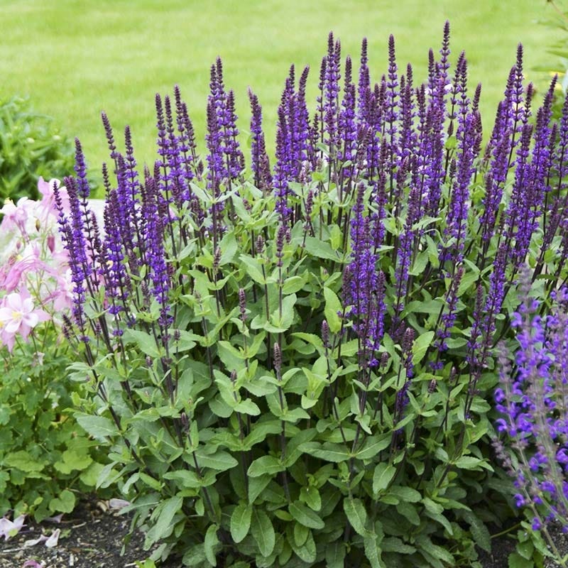 Soft Colors Inferno Strip Pre-Planned Garden - Image 6