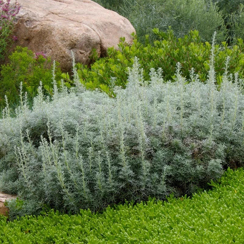 Soft Colors Inferno Strip Pre-Planned Garden - Image 7