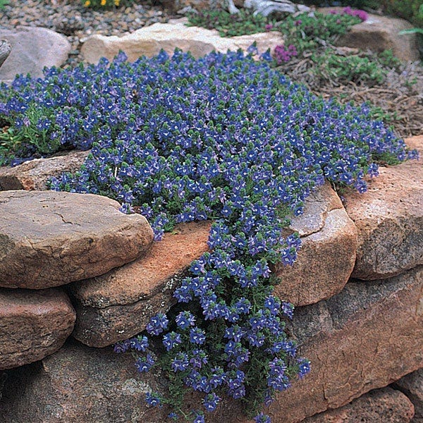 Soft Colors Inferno Strip Pre-Planned Garden - Image 9