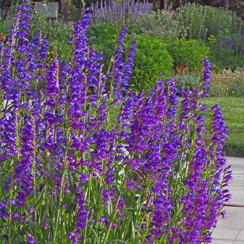 Large Soft Colors Inferno Strip Pre-Planned Garden - Image 14