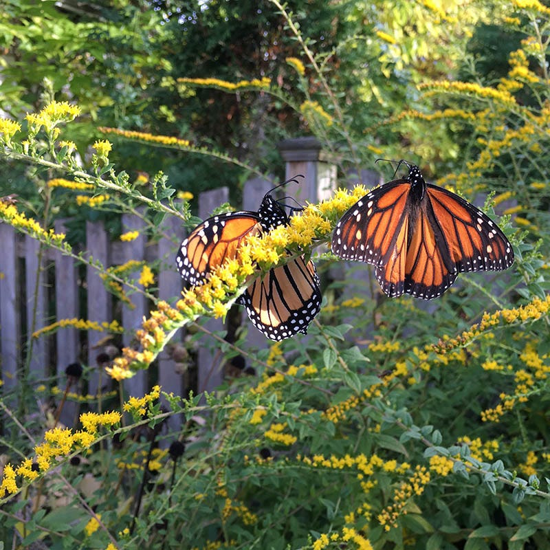 Pollinator Paradise Pre-Planned Garden - Image 5