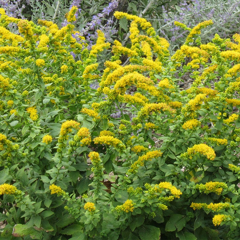 Summer Showstopper Pre-Planned Garden - Image 10