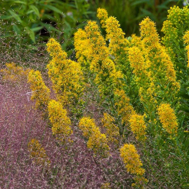 Golden Torch Goldenrod (Wichita Mountains Solidago) - Image 2