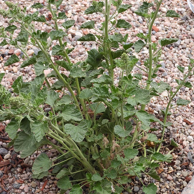 Munro's Globe Mallow (Sphaeralcea) - Image 4