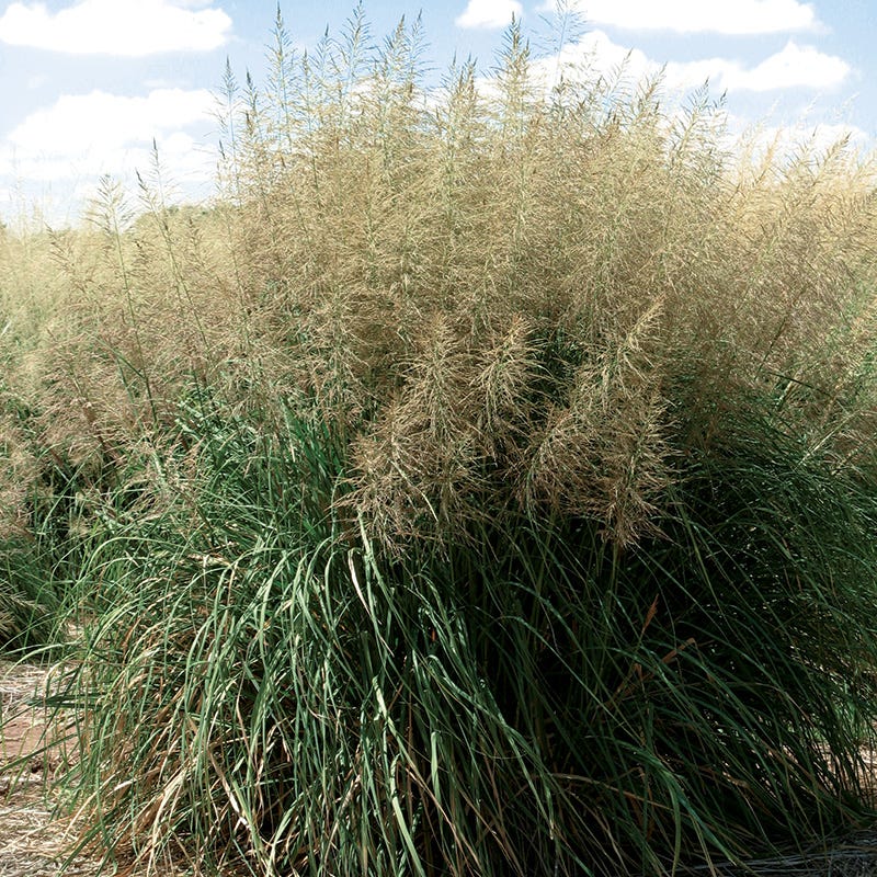 Windbreaker Giant Sacaton Grass