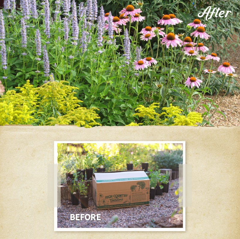 Summer Dreams Pre-Planned Garden - Image 3