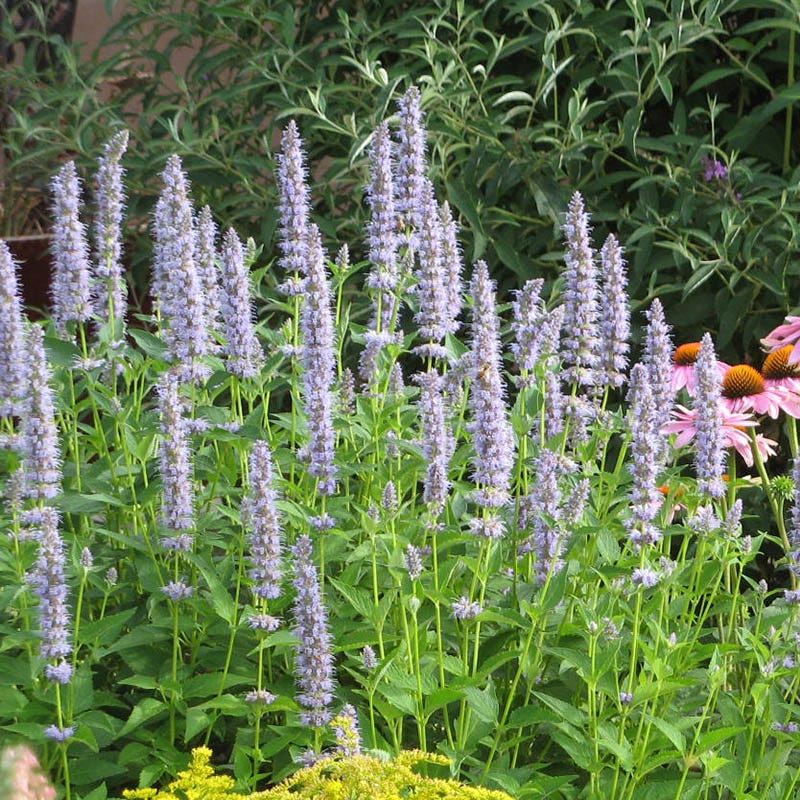 Summer Dreams Pre-Planned Garden - Image 9