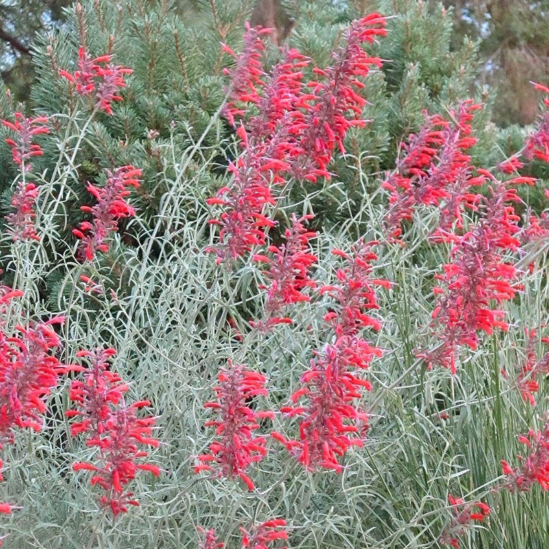 Summer Showstopper Pre-Planned Garden - Image 4