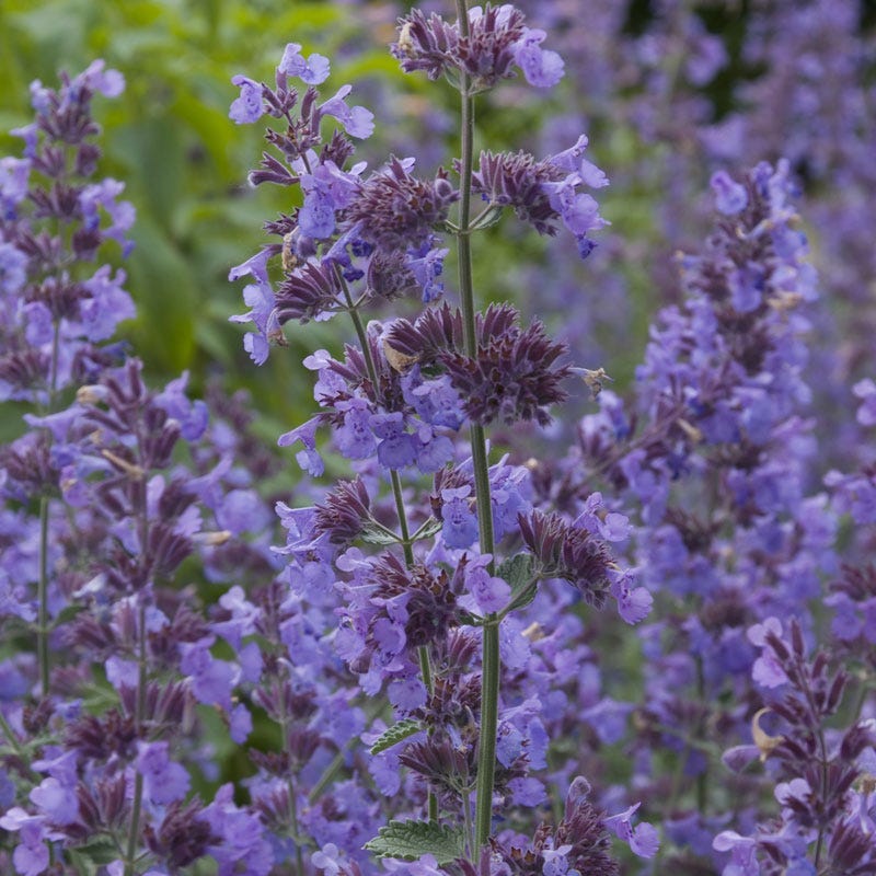 Summer Showstopper Pre-Planned Garden - Image 7