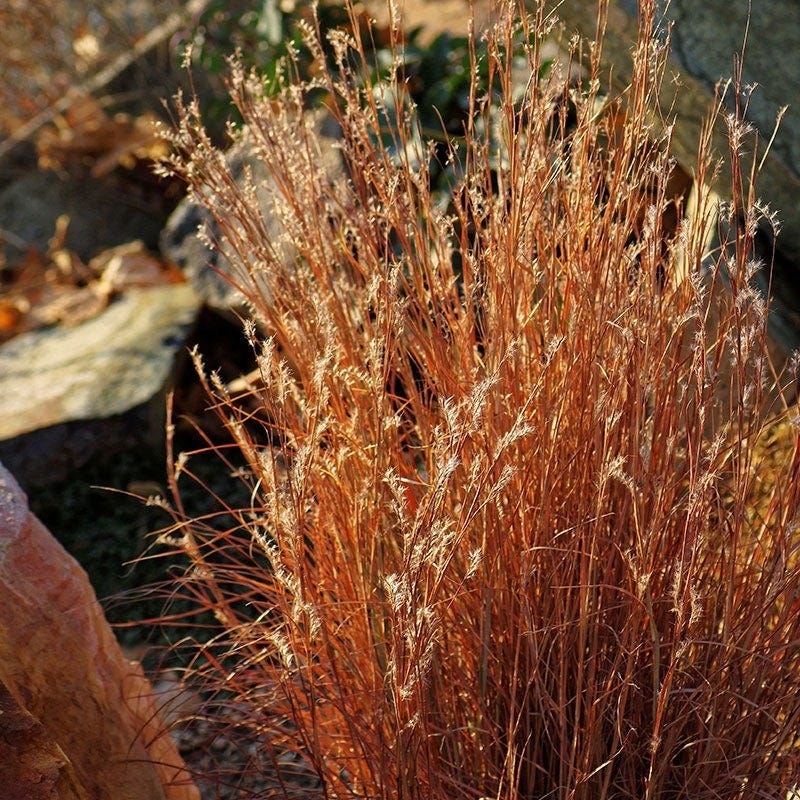 Summer Showstopper Pre-Planned Garden - Image 9
