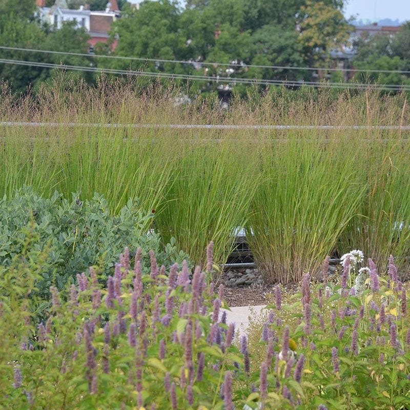 Native Intermountain West Songbird Pre-Planned Garden - Image 16