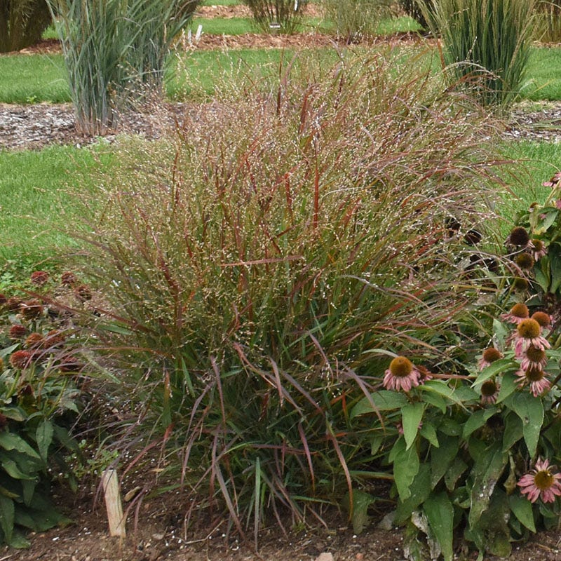 Colorado Perennial Collection - Image 9