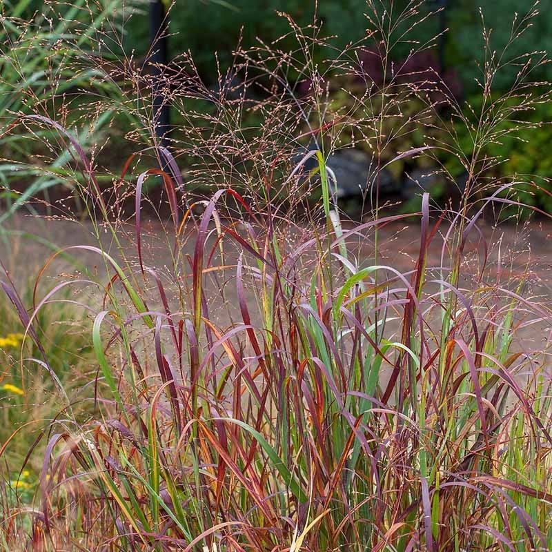 Shenandoah Switch Grass - Image 3