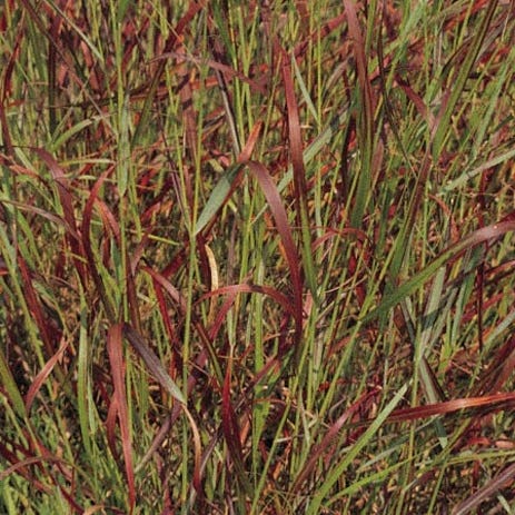 Shenandoah Switch Grass - Image 5