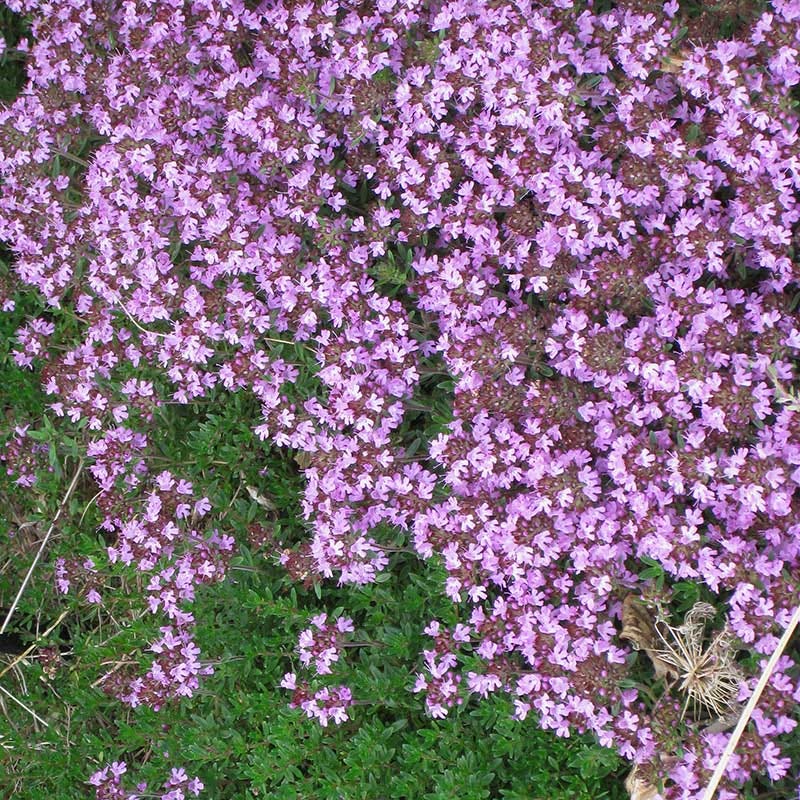 Tread On Me Evergreen Groundcover Collection - Image 3